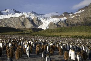 Gold Harbour, South Georgia 205.jpg